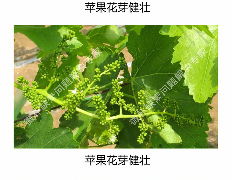 微补花力750_06.png