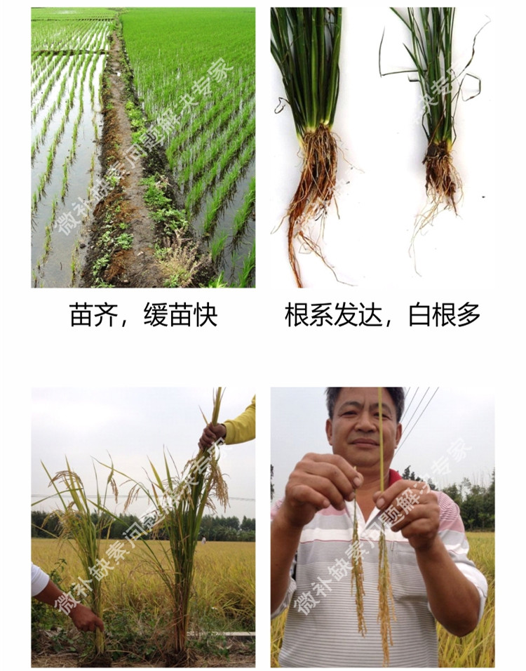 微补苗力750_副本5.jpg