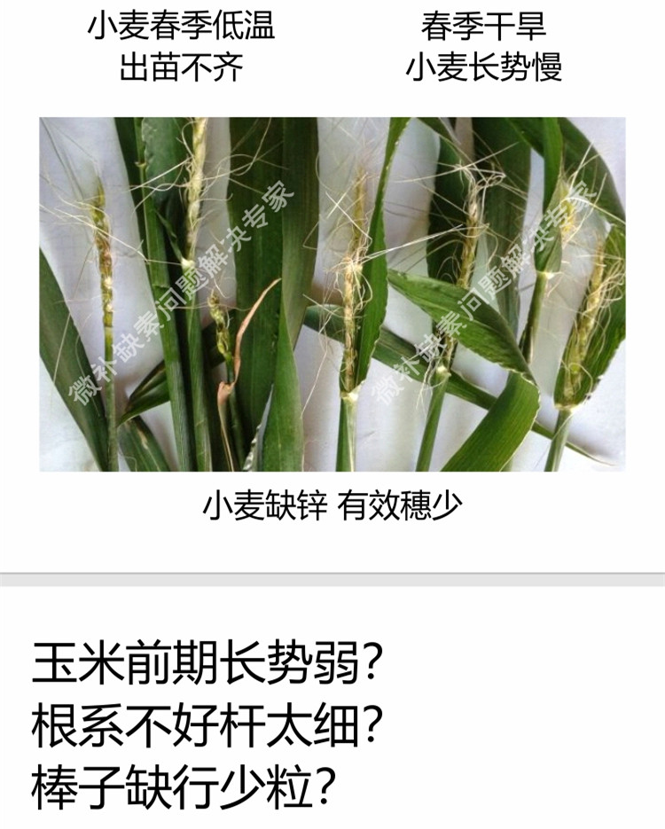 微补苗力750_副本7.jpg