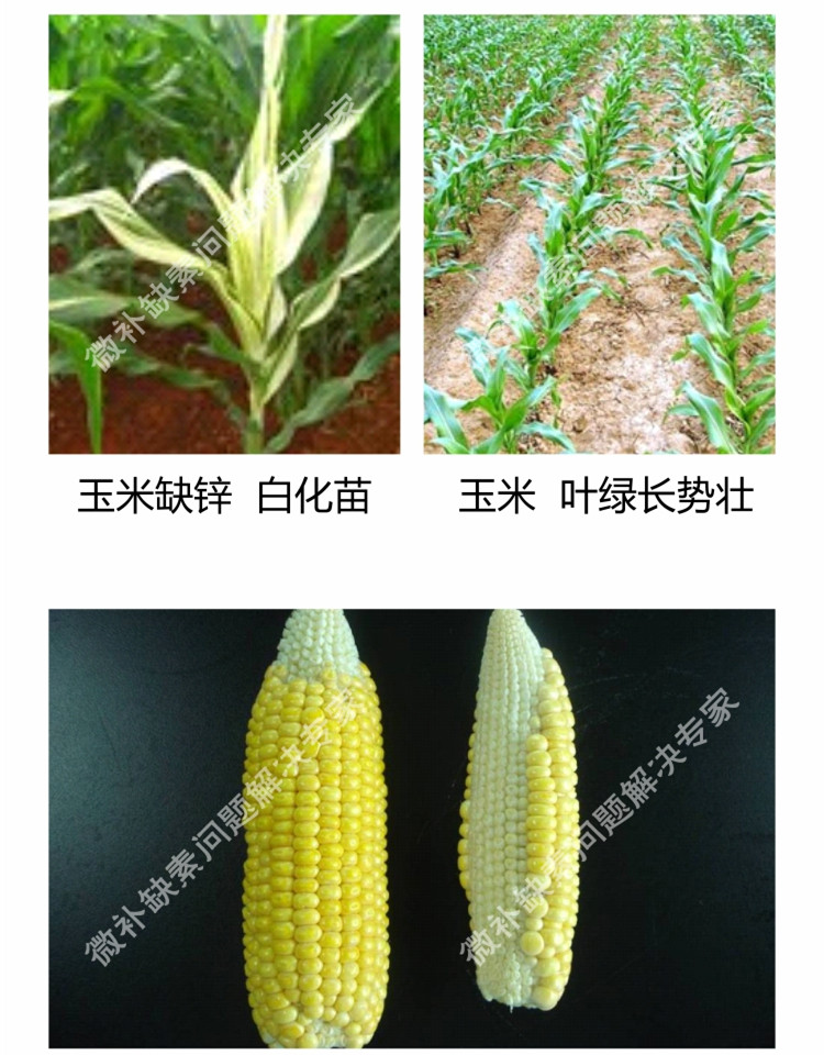 微补苗力750_副本9.jpg