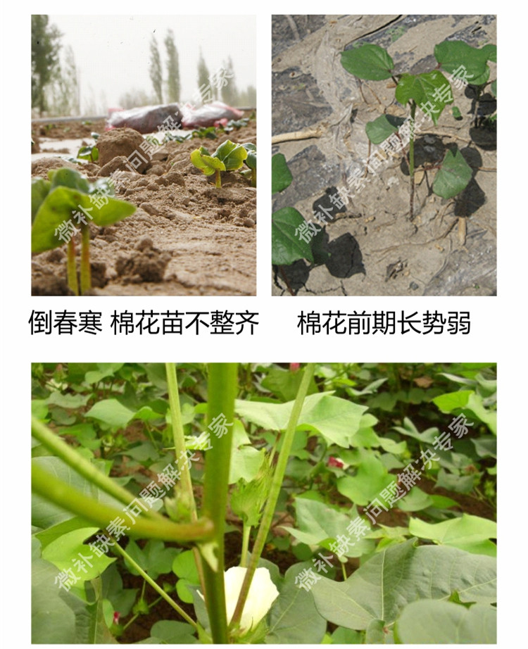 微补苗力750_副本11.jpg