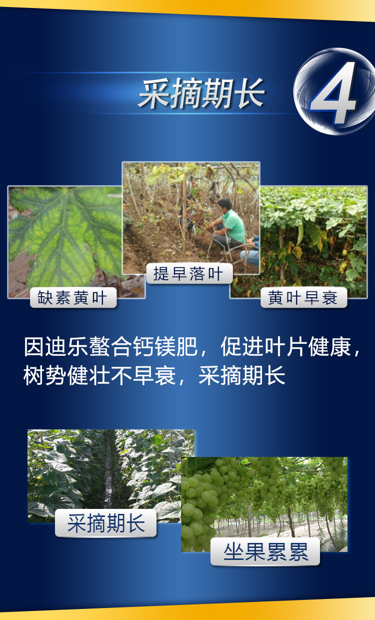 18因迪乐有机螯合钙镁肥2_07.jpg