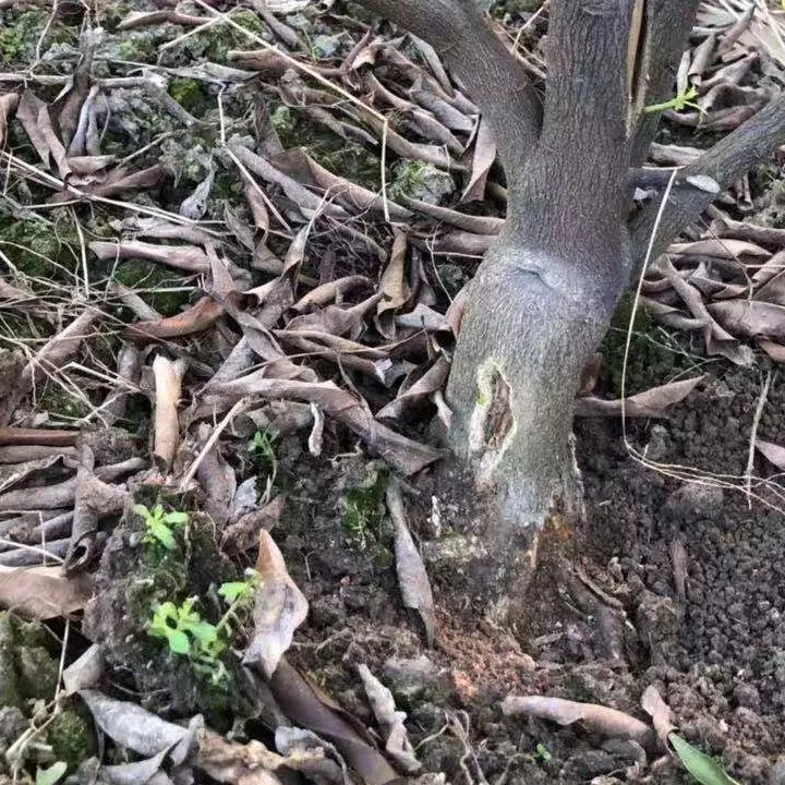 沤根