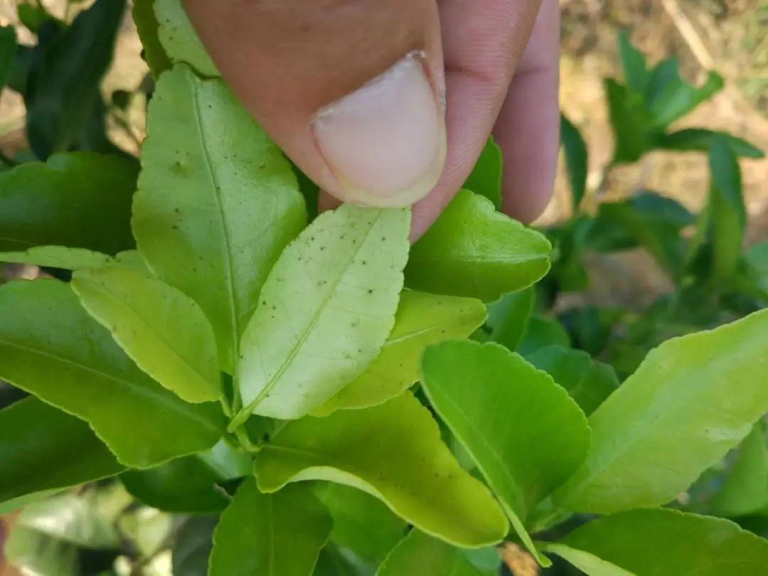 脂点黄斑病