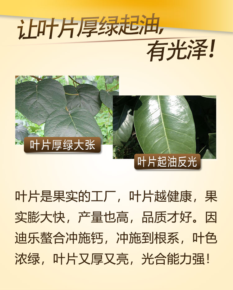 14因迪乐螯合冲施钙【手机版】_08.jpg