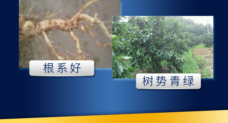 18因迪乐螯合钙镁肥【手机版】_08.jpg