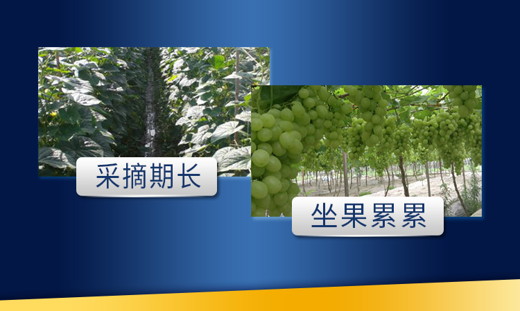 18因迪乐螯合钙镁肥【手机版】_11.jpg