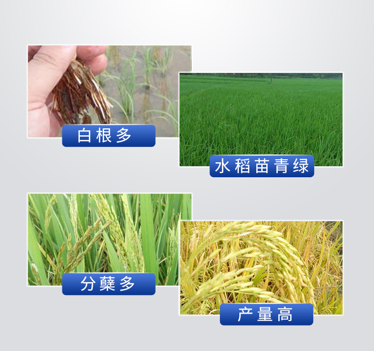 18因迪乐螯合钙镁肥【手机版】_13.jpg