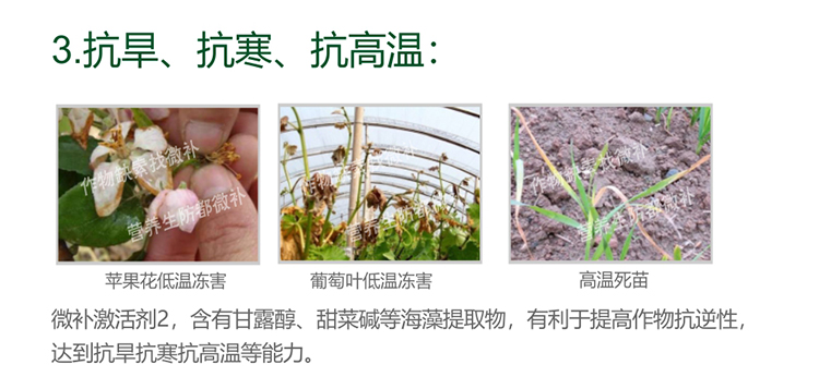 微补激活剂_05.jpg
