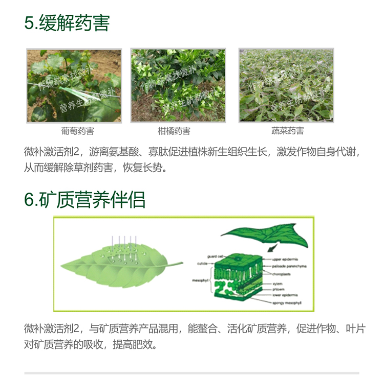 微补激活剂_07.jpg