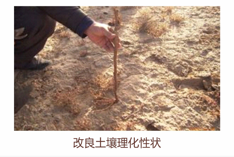 因迪乐有机肥750_11.jpg