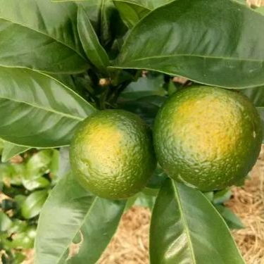 太阳果 太阳果