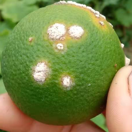 溃疡果 溃疡果