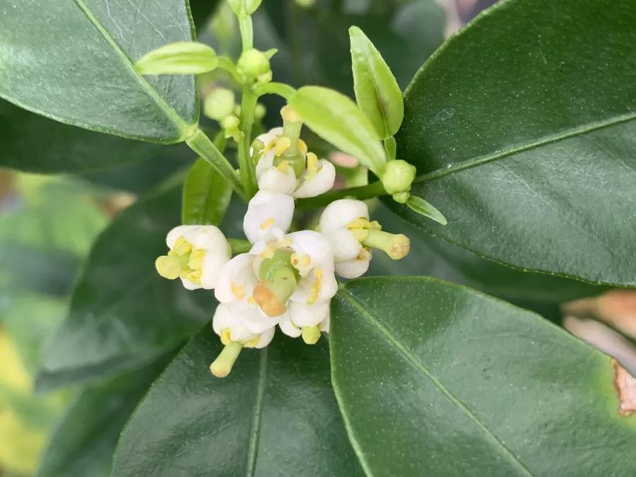 缺锌硼畸形花
