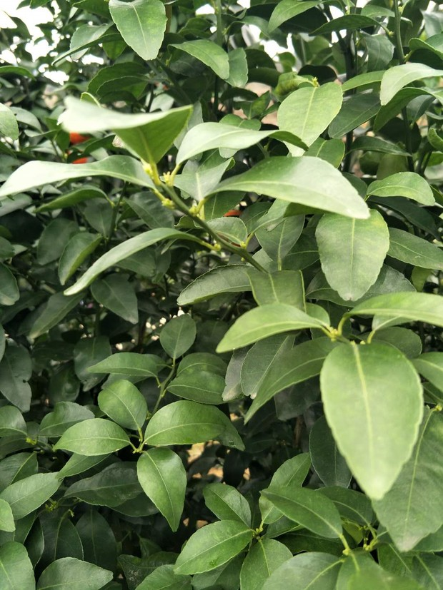 营养充足，花芽饱满