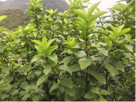 砂糖橘树势弱