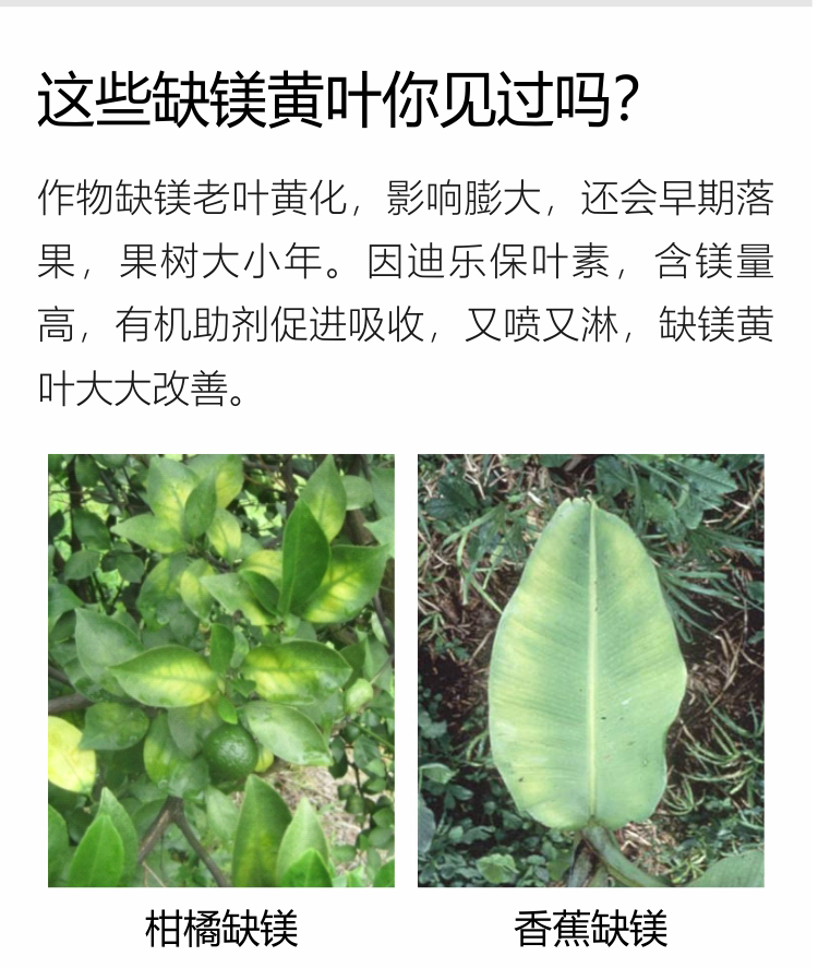 因迪乐有机保叶素_03.jpg