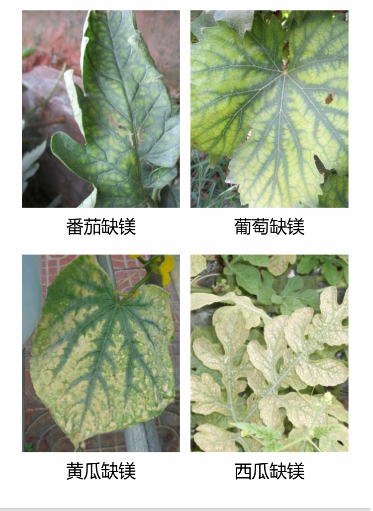 因迪乐有机保叶素_04.jpg