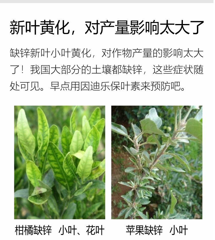 因迪乐有机保叶素_05.jpg