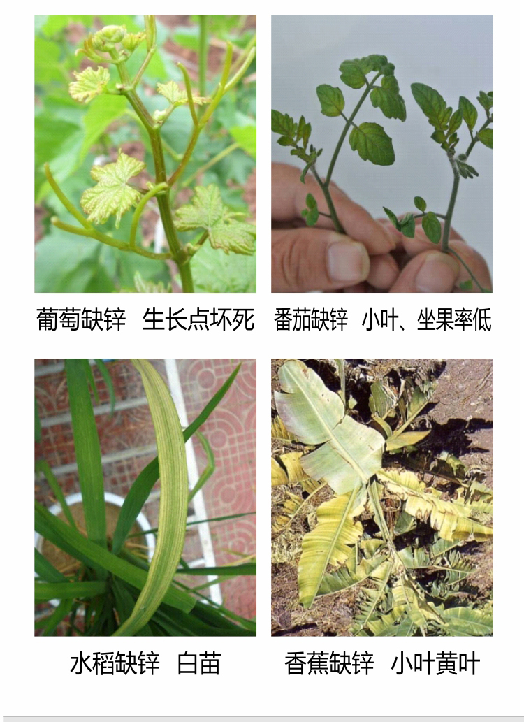 因迪乐有机保叶素_06.jpg