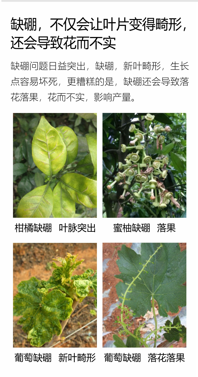因迪乐有机保叶素_07.jpg