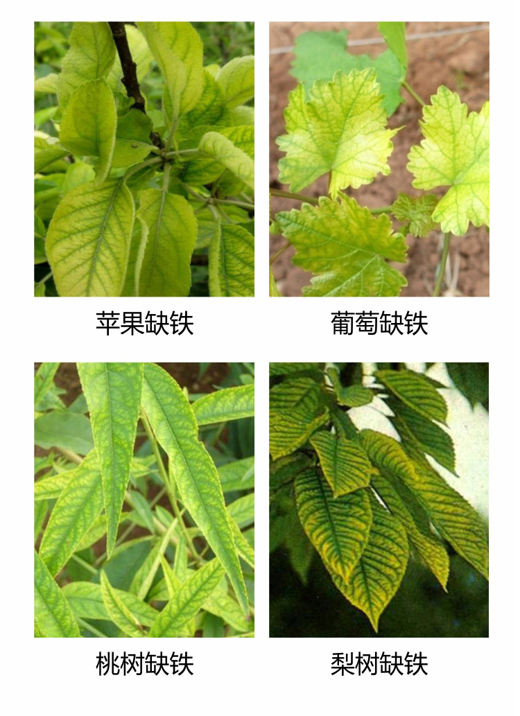 因迪乐有机保叶素_09.jpg
