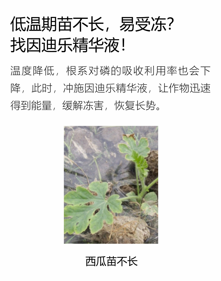 因迪乐精华液(1)_03.jpg