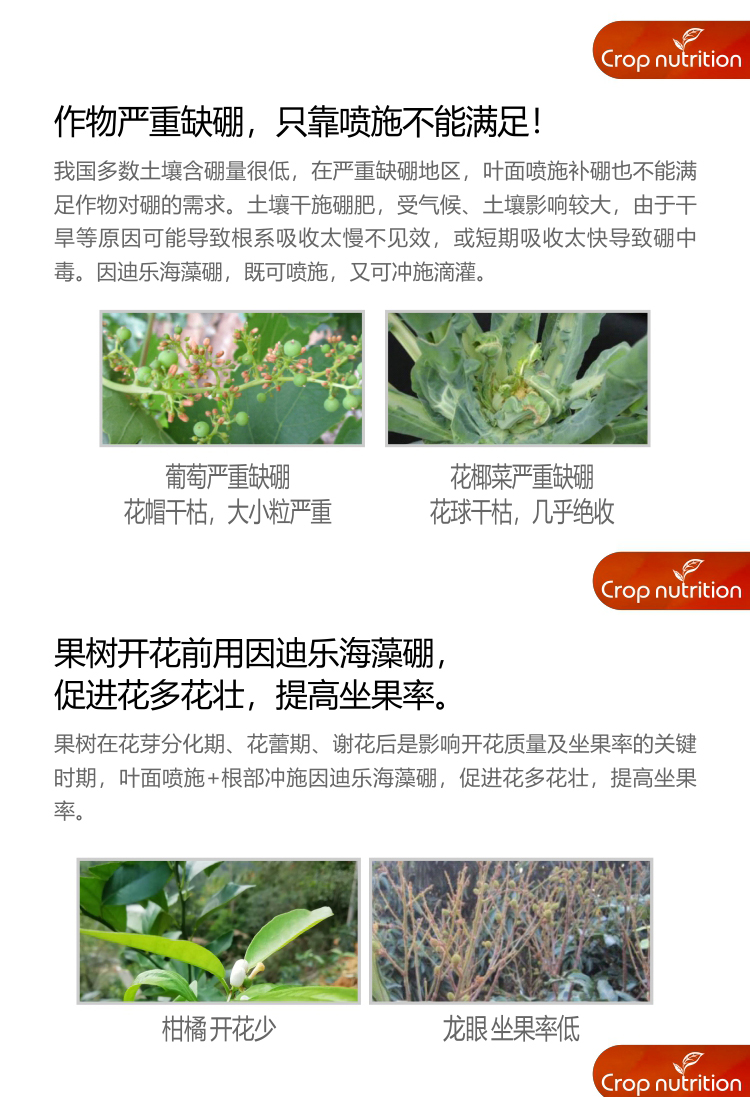 因迪乐有机海藻硼_03.jpg