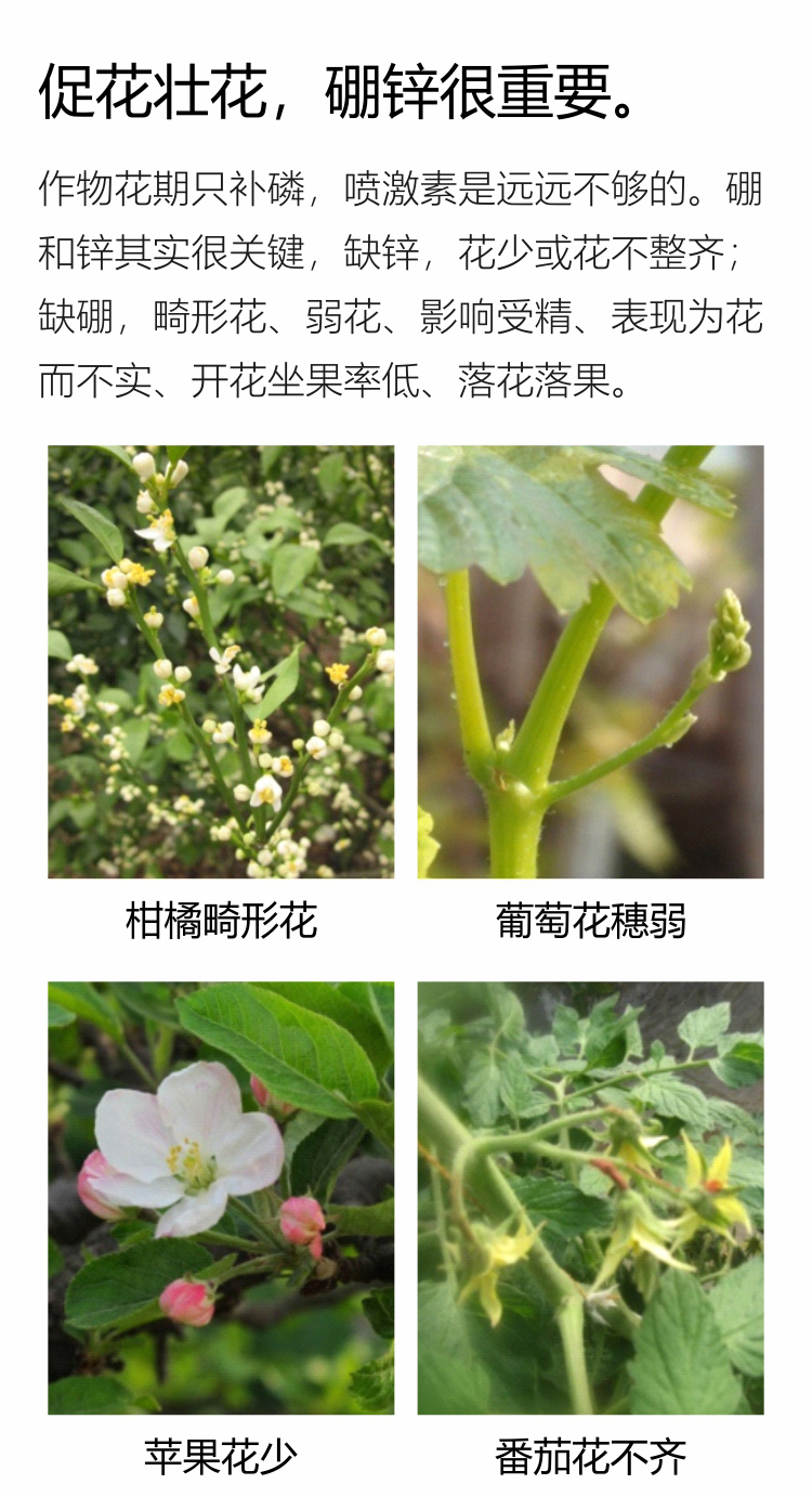 因迪乐有机促花素手机_02.jpg