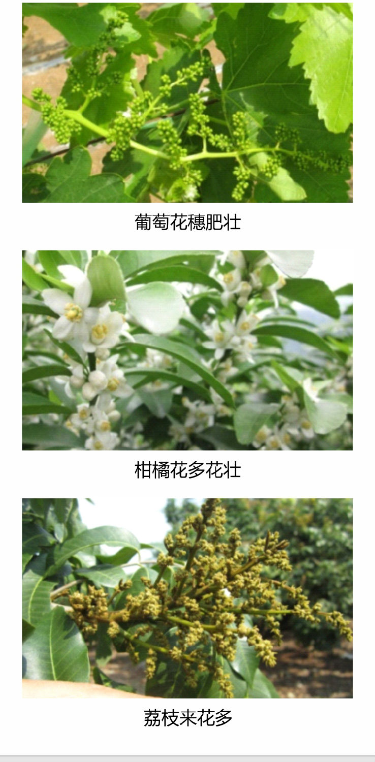 因迪乐有机促花素手机_04.jpg