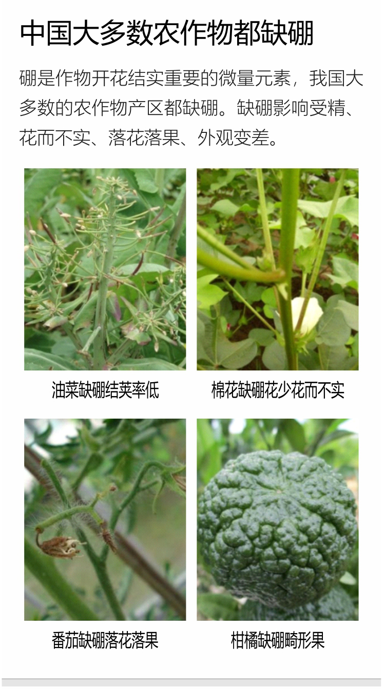 因迪乐有机海藻硼750_02.jpg