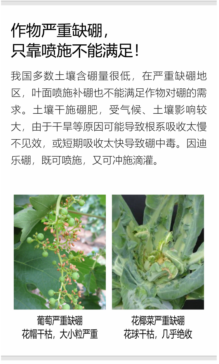 因迪乐有机海藻硼750_04.jpg
