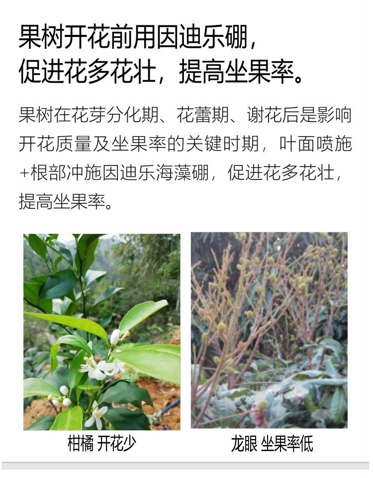 因迪乐有机海藻硼750_05.jpg