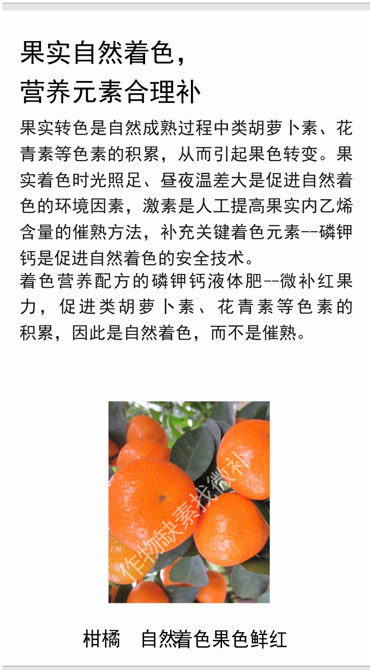 微补红果力(7501)_04.jpg