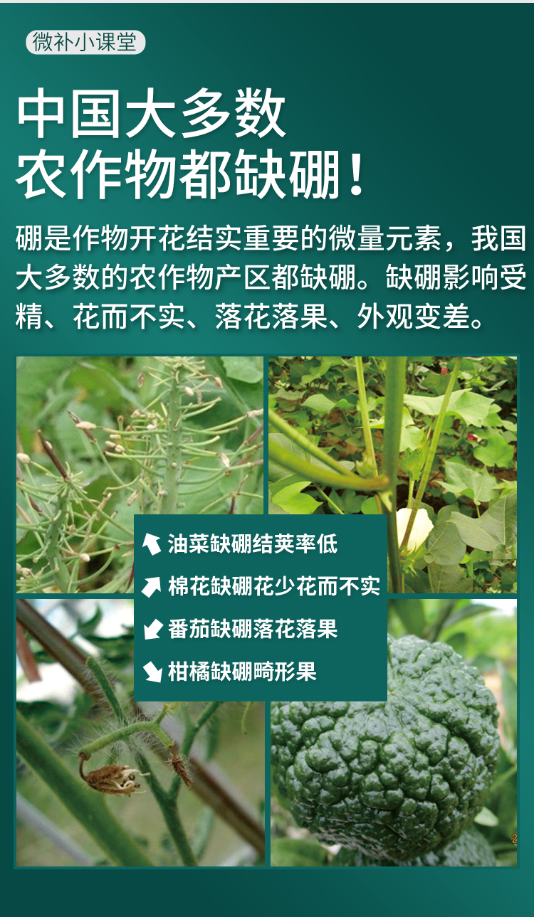 微补硼力_02.jpg