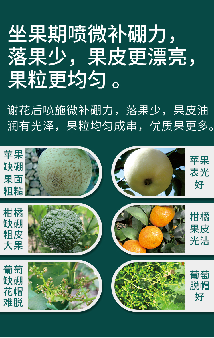 微补硼力_07.jpg