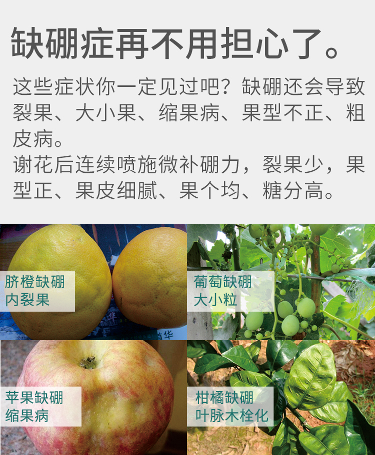 微补硼力_08.jpg