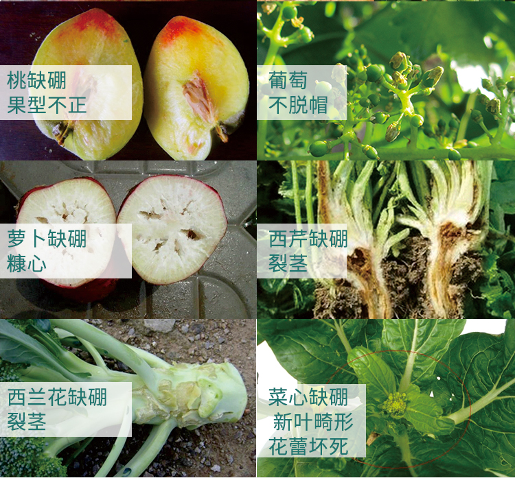 微补硼力_09.jpg