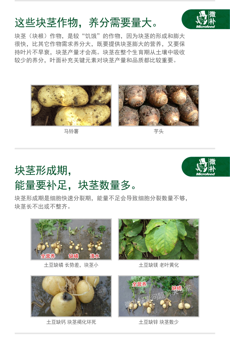 微补薯元宝_02.jpg