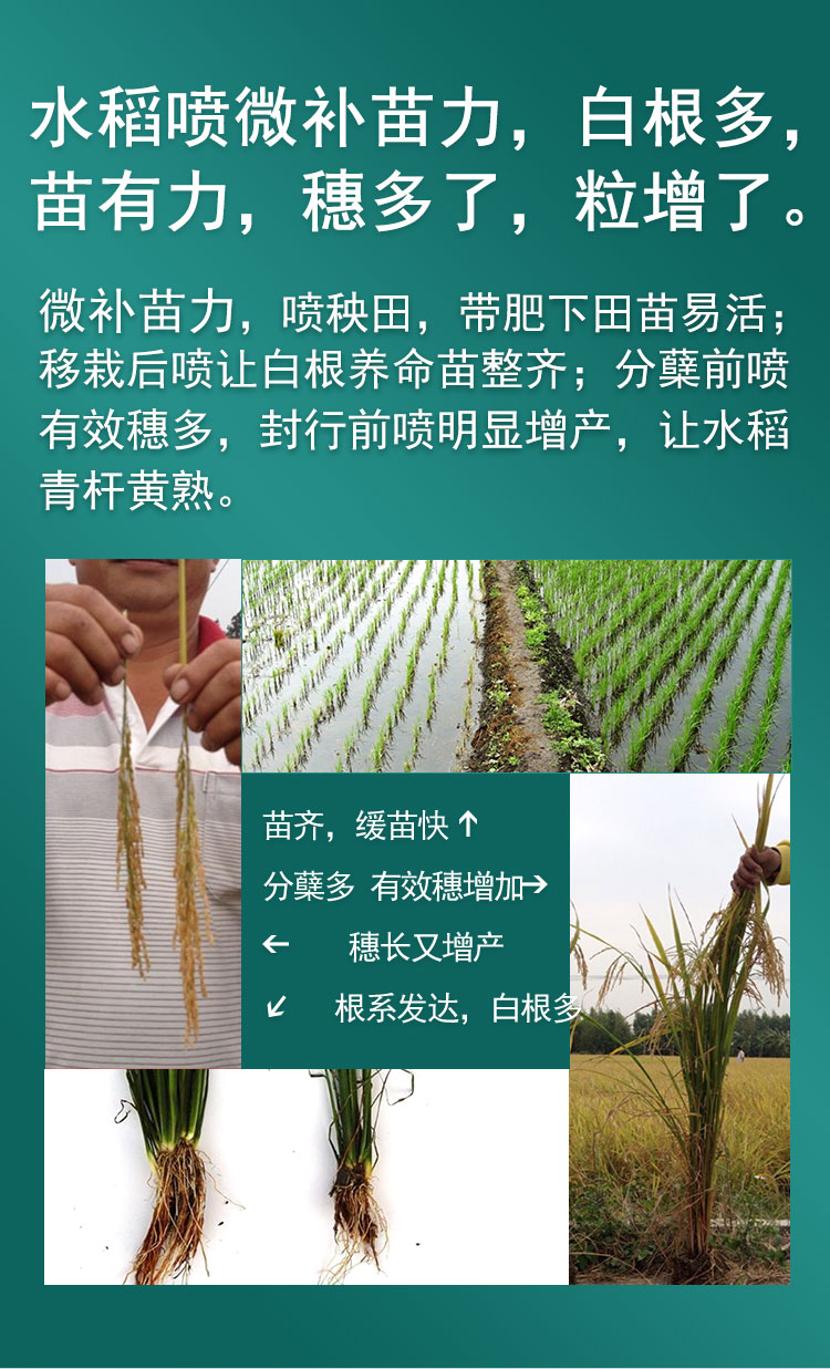 微补苗力_05.jpg