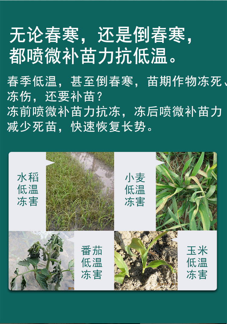 微补苗力_09.jpg