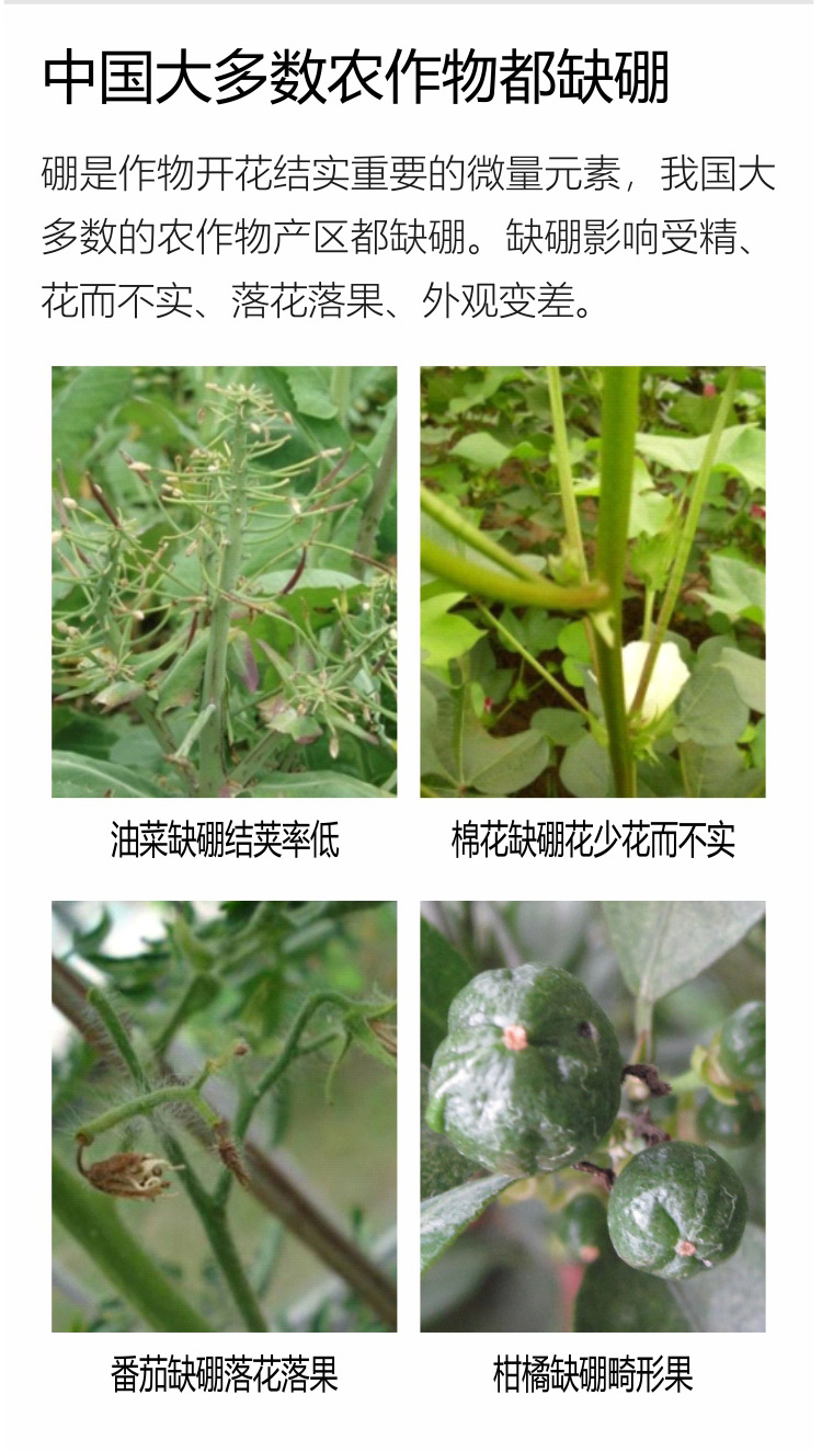 因迪乐有机海藻硼750_02.jpg