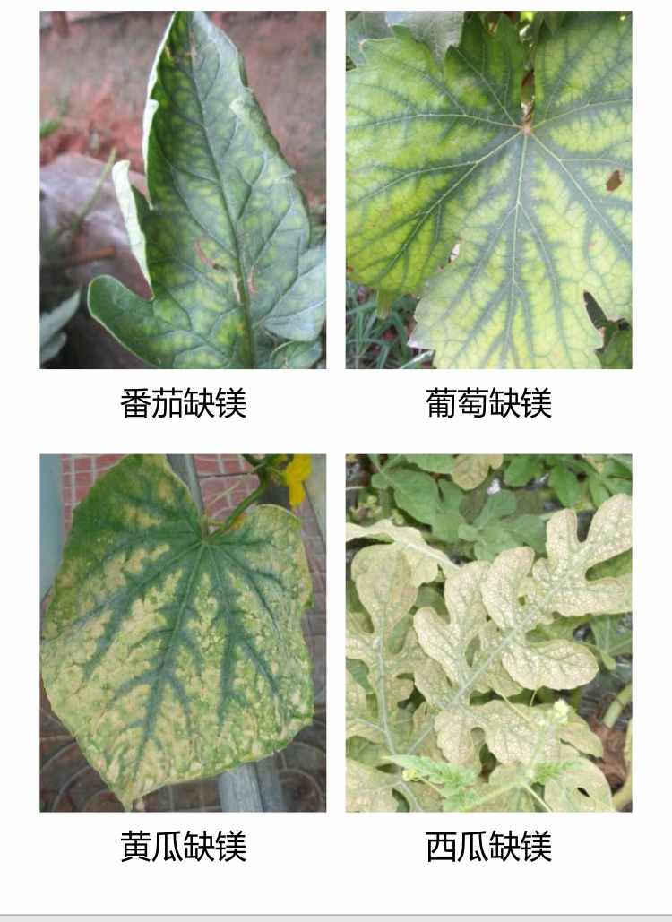 微补冲力镁1_03.jpg