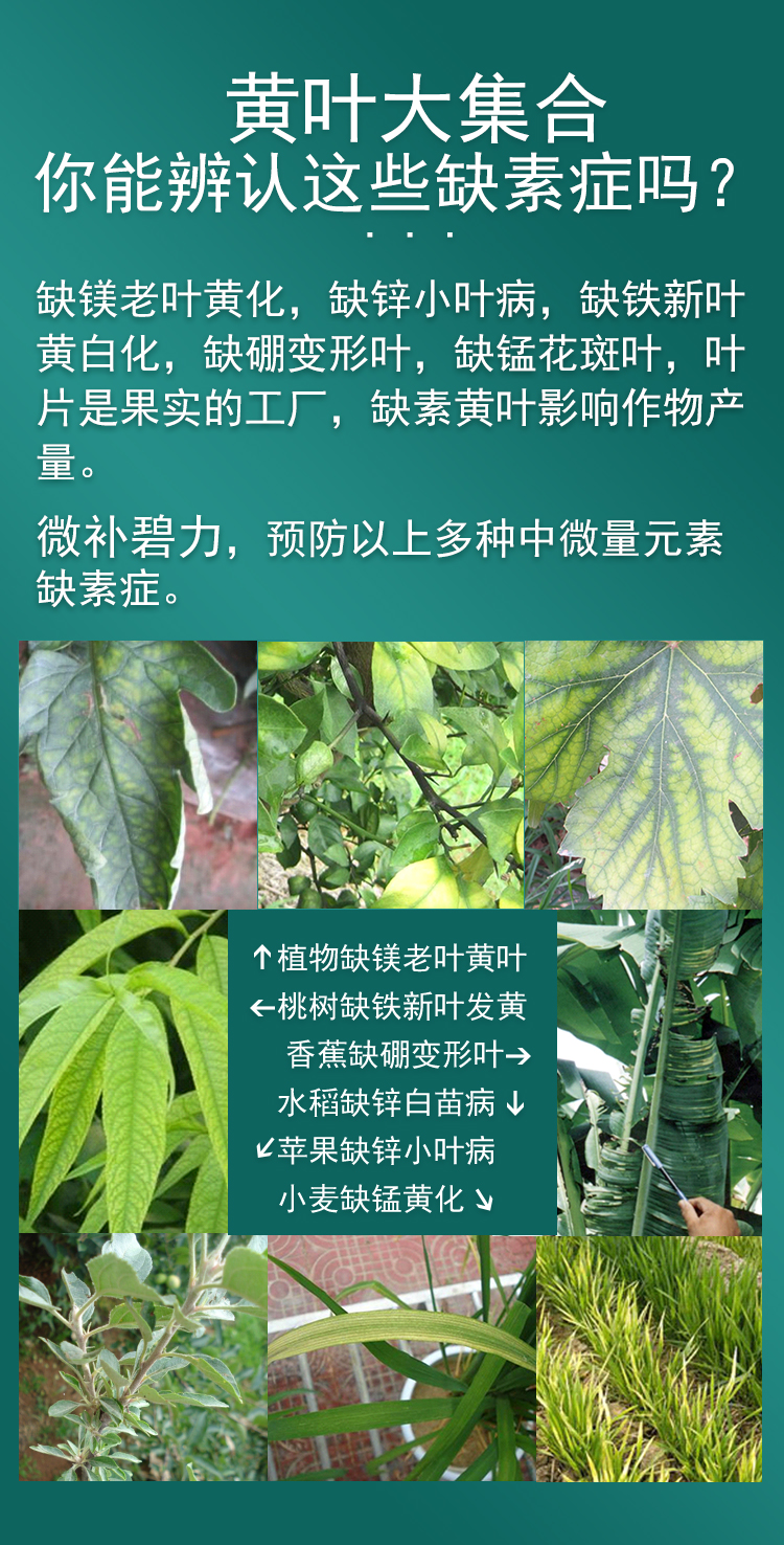 微补碧力_03.jpg