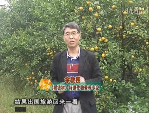 20160111珠江台摇钱树：贡柑大场树弱黄叶，今年树势大翻身果靓还高价！