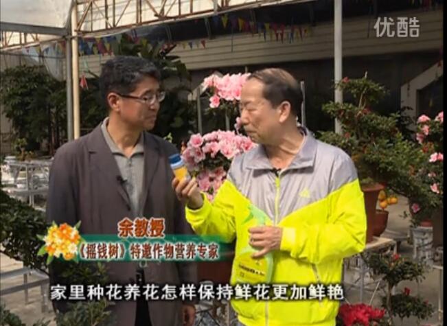 20160118珠江台摇钱树：家庭花卉用绿夫人600度鲜花营养液，花开鲜艳、花期长