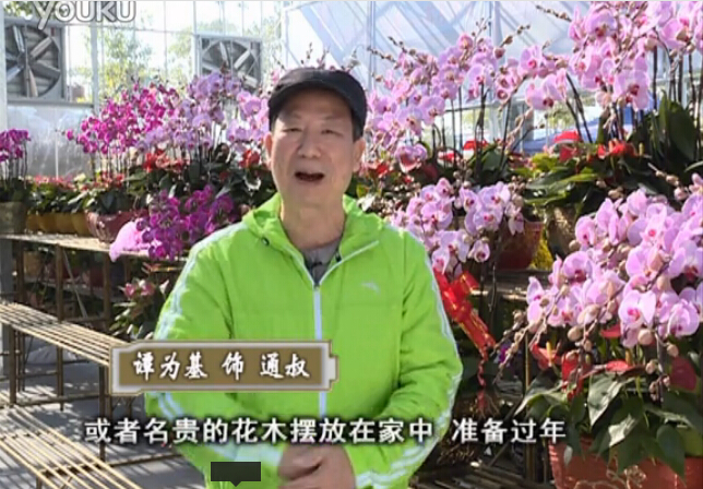 20160201珠江台摇钱树：新春家养花卉、盆栽，如何养护叶子、鲜花、果子保鲜更长？