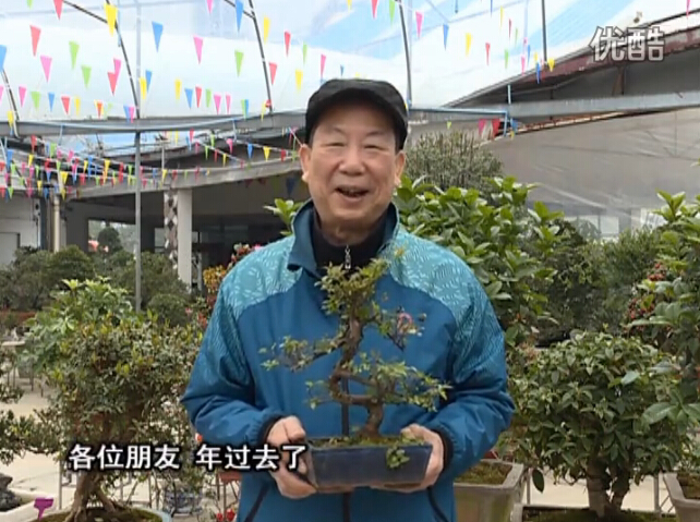 20160229珠江台摇钱树：盆景换盆养护，用绿夫人营养液恢复生机
