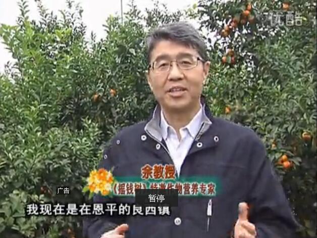 20160229珠江台摇钱树：柑橘用微补全年方案，黄树恢复、果品质好卖价高