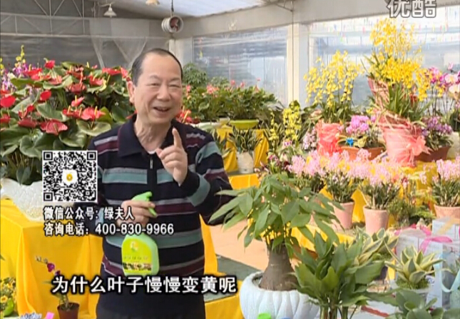 20160307珠江台摇钱树：阴生植物也不好种，黄叶多长势弱？用绿夫人来呵护